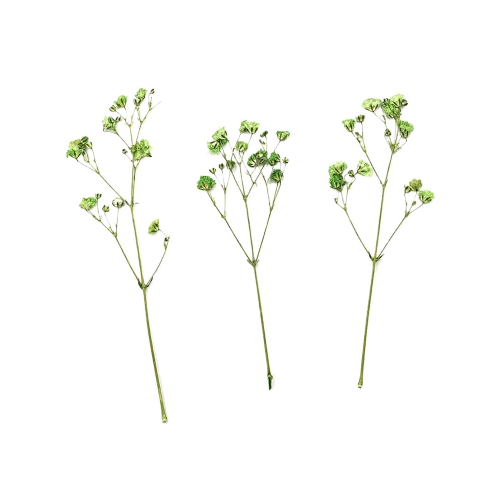 WJIAYAO dried gypsophila flowers 12Pcs Gypsophila Bouquets Colorful Dried Flower(Green)