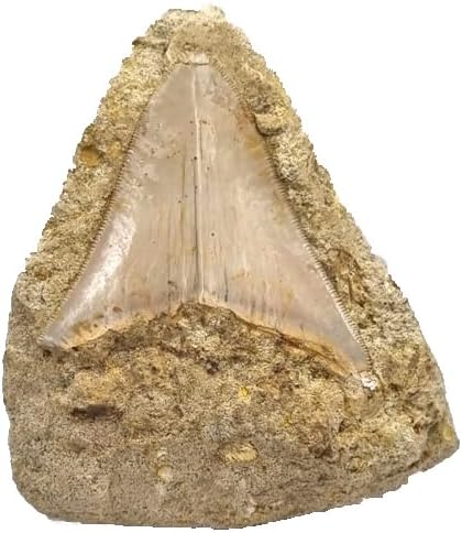 Otodus Megalodon (Carcharodon Megalodon - megaselachus) Indonesia 7 cm Fossil (Fossils) WI58