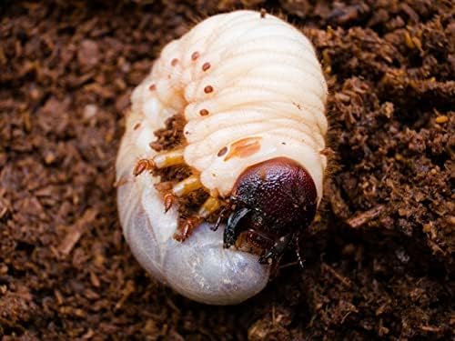 昆虫用品 カブトムシ幼虫の栄養強化に抜群！マットに埋めるだけ