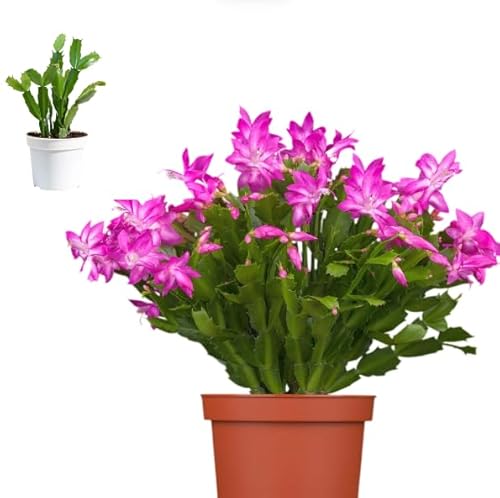 Live Purple Christmas Cactus Thanksgiving Cactus Plant Ornament Tree Schlumbergera