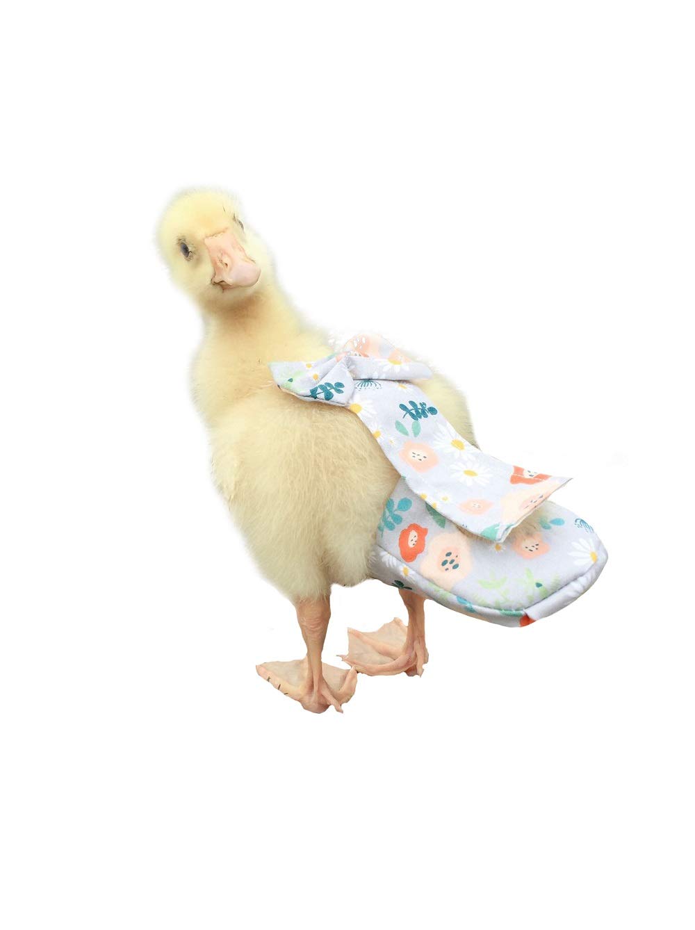 Buy Duck Diapers, Chicken Diapers, Special Diapers for Poultry, Chicken