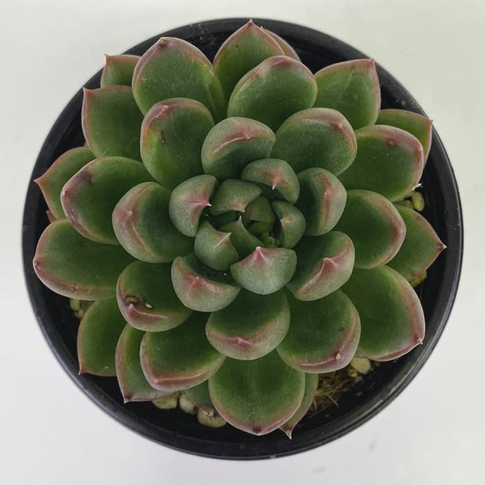 エケベリア 多肉植物 緑色 多肉植物 エケベリア 