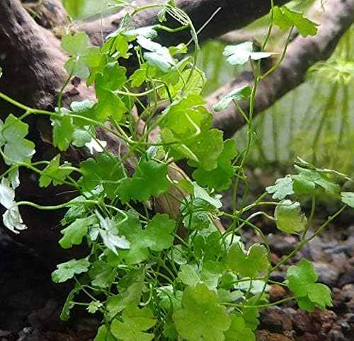 Amazon Com Hydrocotyle Tripartita Mini Sp Japan Potted Freshwater Live Auarium Plants Carpet Pet Supplies