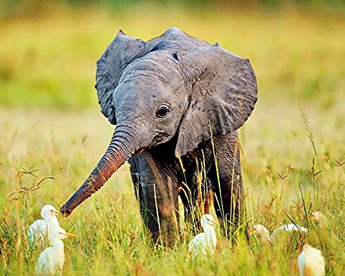 Zeyevan DIY Diamond Painting Pato elefante Por Número Kit, 5D Punto De Cruz Diamante Pintura Pradera animal Bordado Artes Kit De Punto De Cruz Para Decoración De La Pared Del Hogar 30x40cm Cover