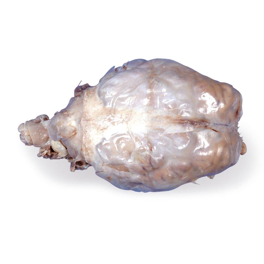 Carolina Preserved Sheep Brain, Dura Mater Intact - Plain Injection In Pail Packaging | Study Mammalian Brain Anatomy | Ideal For Nervous System Dissection