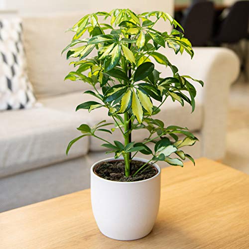 Buy Theory Schefflera Gerda Umbrella Tree 3545cm Indoor House 13cm Pot