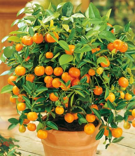 BALDUR Garten 1x Orangen-Bäumchen, Pflanze im 12 cm-Topf, Citrus microcarpa Calamondin, essbare Früchte, Zitruspflanze, mehrjährig - frostfrei halten, Wasserbedarf gering