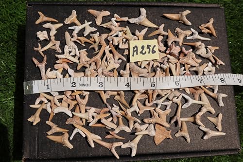 Image of Great Collection of Shark Teeth Fossil Shark Teeth Fossils for Kids Fossils from Morocco A256