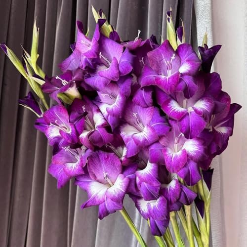 22bulbi di gladioli da balcone, decorazioni da giardino per esterno di gladiolo rare, balcone da a precoce esotiche