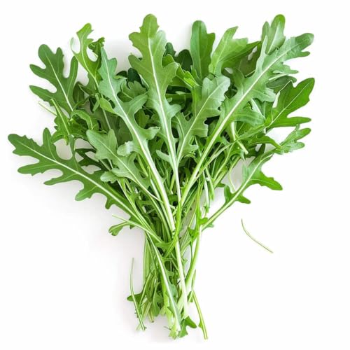 500 Graines de Roquette