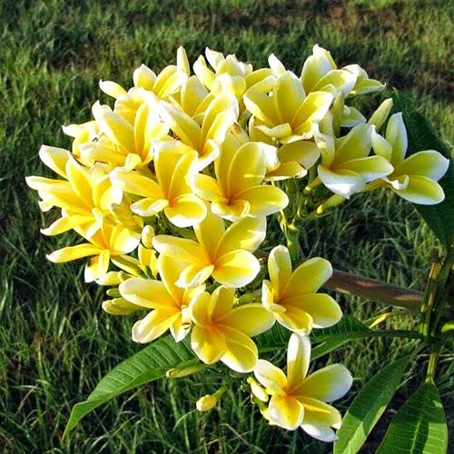 PlantaZee Live Yellow fregrend Champa Flower Plant Charming for Home Garden (B09G6ZSM93) Amazon Price History, Amazon Price Tracker