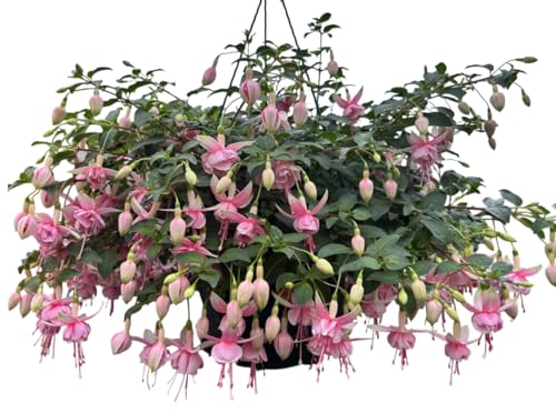Double Fuchsia Plants, Hardy Climbing & Trailing, 4-6