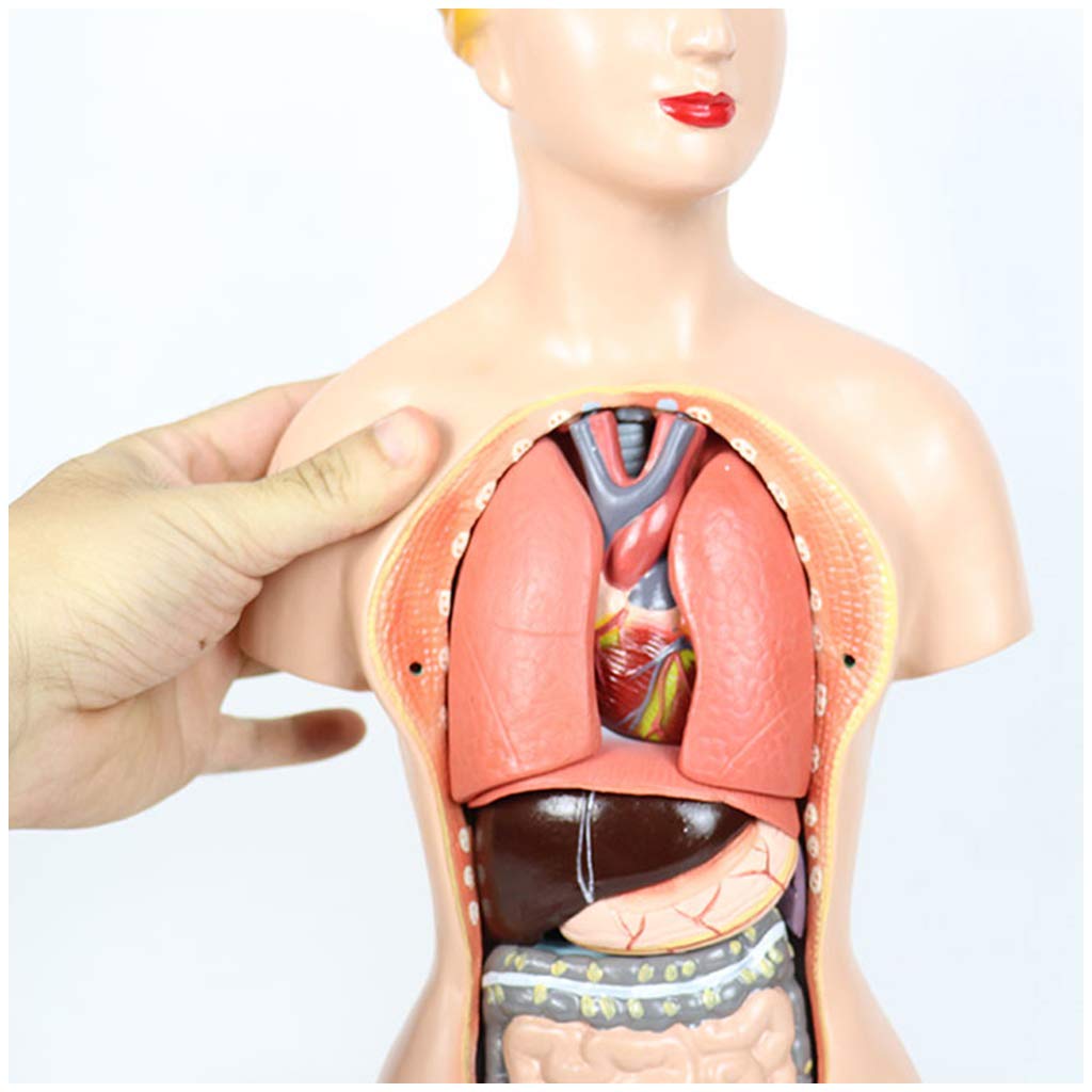 Buy Female Torso Model Professional Human Internal Organ Anatomy