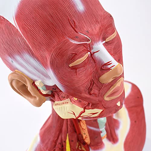 Modelo anatómico de cabeza y cuello con sistema vascular y nervioso adjunto al cerebro, muestra arteria cerebral, músculos del cuello miniatura 2