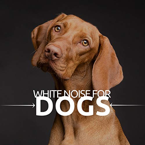 Best White Noise For Dog