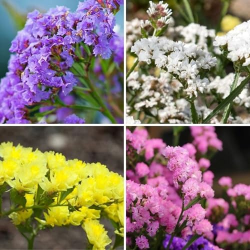 300-Mix-Statice-Flower-Seeds-Long-Lasting-Annual-Flowering-Plant-Spectacular-Display-Low-Maintenance