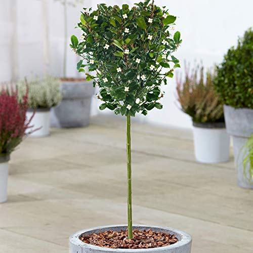 Ilex Blue Prince Árbol | Árboles de hoja perenne en maceta para jardines pequeños, patios, bordes y contenedores | Plantas estándar de tallo recto tipo piruleta (70-80cm (Incl. Maceta))