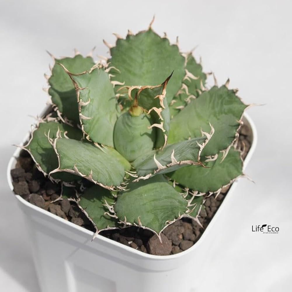 アガベ　チタノタ　オテロイ　フィリグリー　超ボールタイプ　コンパクト　14 アガベ チタノタ オテロイ フィリグリー 超ボールタイプ