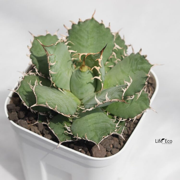 Amazon.co.jp: 多肉植物 アガベ・フィリグリー（チタノタ/圓葉