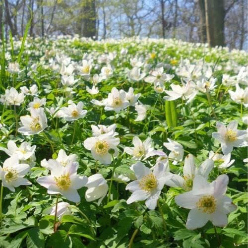 25 Wood Anemone Nemorosa Hardy Perennial Seeds. UK Delivery Only.: Seeds Only