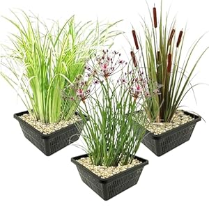 Vdvelde.com Einheimische Uferpflanzen Kombi-Set 12 Stück