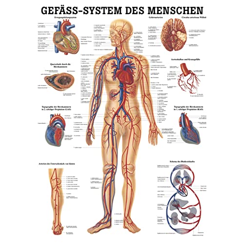 Rüdiger Gefäßsystem Poster Anatomie 70x50 cm medizinische Lehrmittel