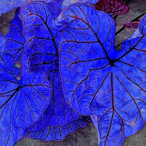 Generic Fresh 100pcs Caladium Bicolor Flower Seeds Blue