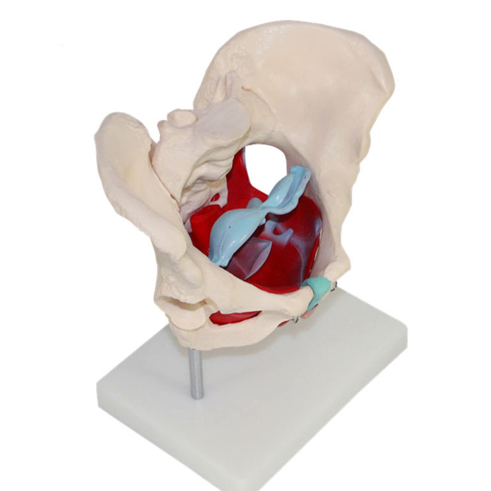 Medyczny Anatomiczny Model Miednicy Żeńskiej, Naturalnej Wielkości Model Anatomiczny Mięśni Dna Miednicy Żeńskiej, Materiał PVC Z Wyjmowanymi Częściami, Magnetyczne Mocowanie