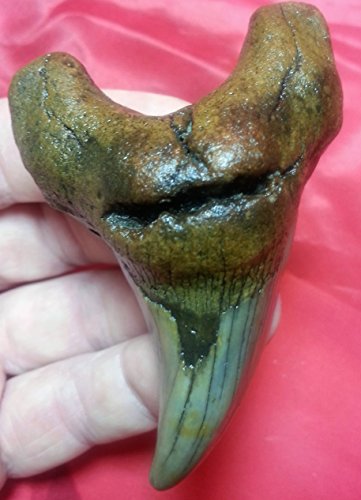 Largest Parotodus Benedeni Shark Tooth on Amazon or Ebay - 3.15
