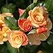 Kletterrose Moonlight in Kupfer-Gelb - Rosa - Kletter-Rose winterhart & duftend - Pflanze für Rankhilfe im 5 Liter Container von Garten Schlüter - Pflanzen in Top Qualität