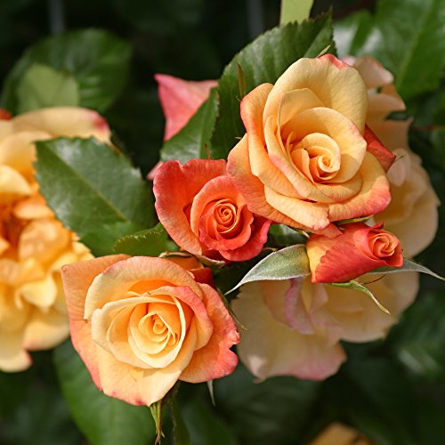 Kletterrose Moonlight in Kupfer-Gelb - Rosa - Kletter-Rose winterhart & duftend - Pflanze für Rankhilfe im 5 Liter Container von Garten Schlüter - Pflanzen in Top Qualität