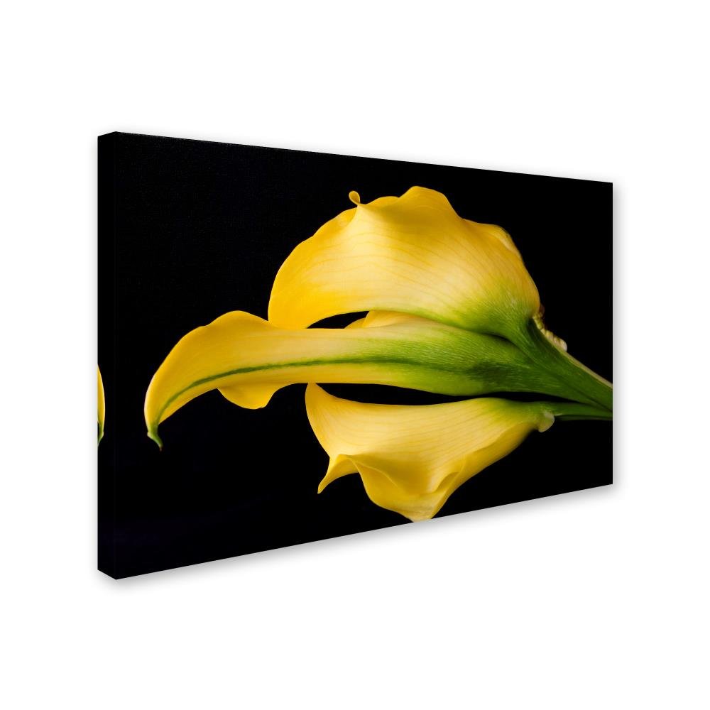 【羅生門】LesPaulSpecialDoubleCutTV Yellow Amazon.com: Elegant Yellow by Bob Rouse, 22x32-Inch Canvas Wall