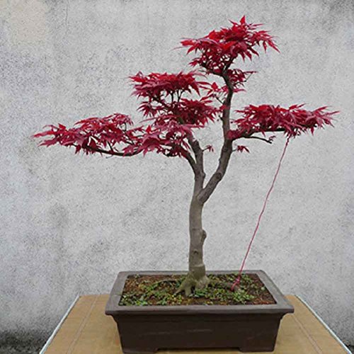 Whiie891203 Garden Seeds,10Pcs Japanese Maple Tree Acer Palmatum Seeds Garden Home Decoration Bonsai