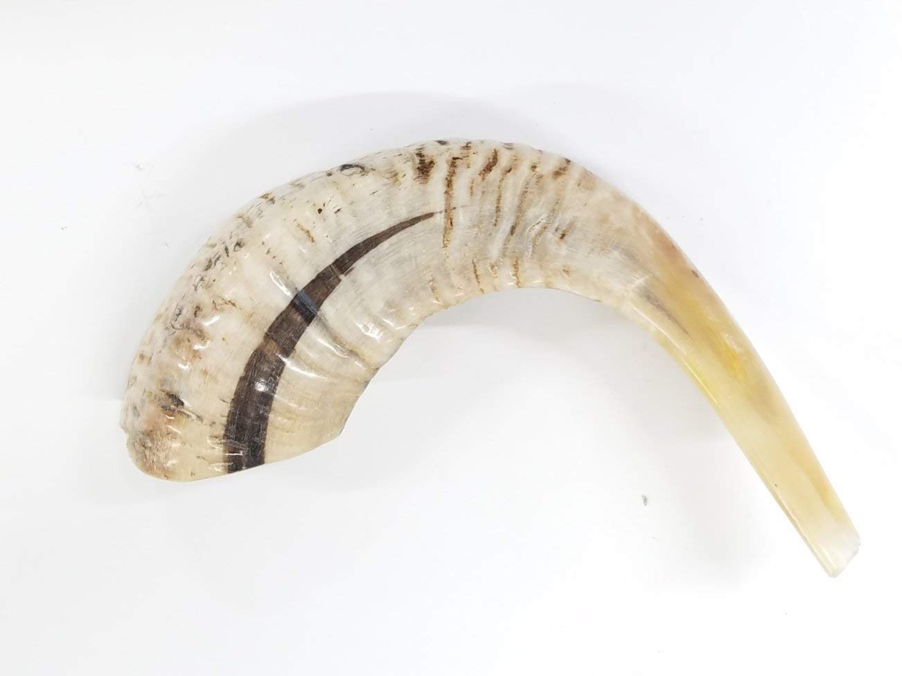 Traditioneller Ramhorn-Schofar aus Israel, 25,4 - 30,5 cm. LION OF JUDAH MARKET