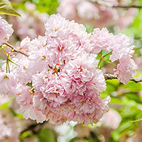 Qauzuy Garden 50Pcs Bonsai Tree Japanese Sakura Seeds Rare Japanese Cherry Blossoms Flowers Seeds In Bonsai Pink Prunus Serrulata Fragrant Fast-Growing Low-Maintenance #TOP3