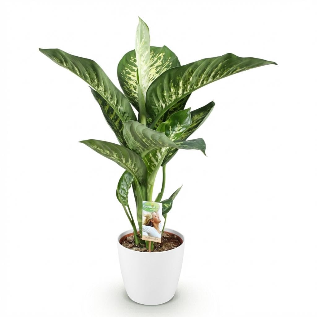 Diefenbachia Tropic Snow - Dieffenbachia - Pflegeleicht - Grün - mit Potter White - 90-100cm - Ø21cm - Zimmerpflanze - Komplettes Set - Pflanze mit Topf