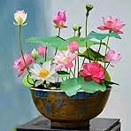10pcs Mixed Pink, Red & Green Color Bowl Lotus Seeds for Planting Beautiful Water Plants for Indoor Bonsai, Outdoor Ponds and Gardens Water Lily Seeds