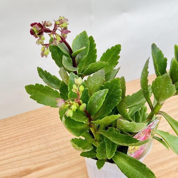 Amazon｜おしゃれ 観葉植物：カランコエ サニーデイ*八重咲き ポット苗