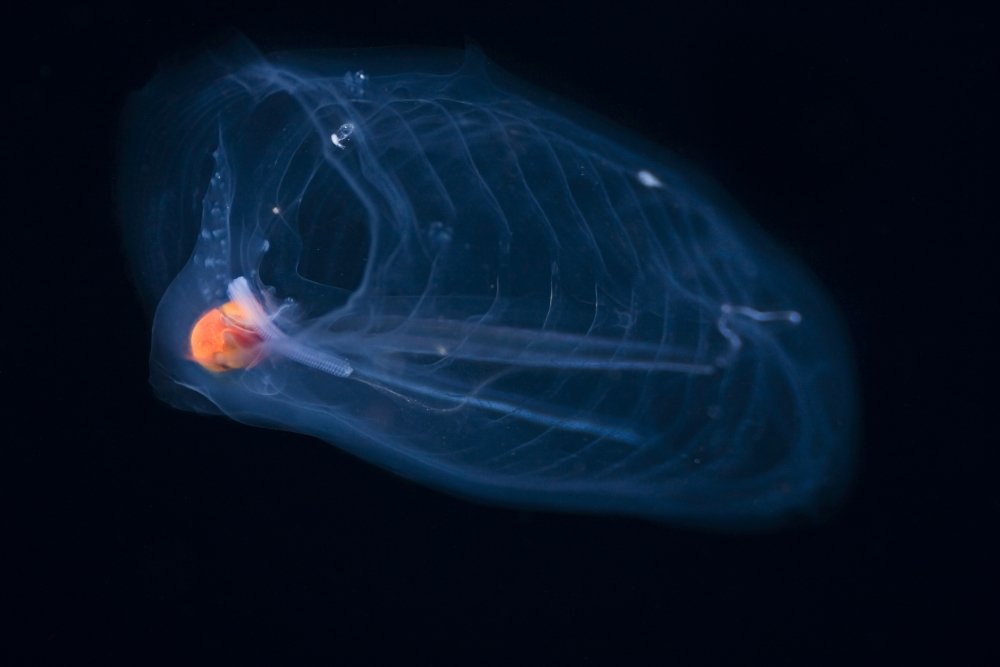 Amazon.com: This pelagic Tunicate is Part of The Salpidae Family