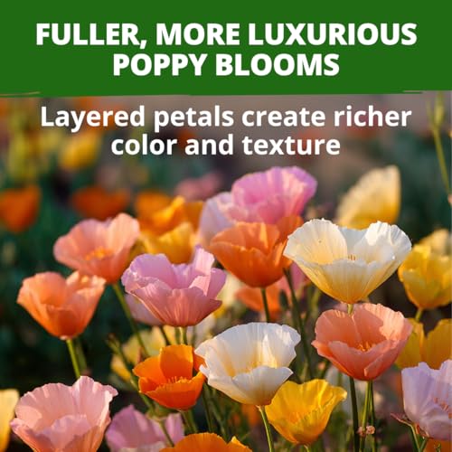 Image of HOME GROWN California Poppy Mission Bells 6000 Seeds (9g) - Flower Seeds for Planting Outdoors, Vibrant Spring & Summer Blooms, Drought Tolerant Annual for Sunny Gardens (Eschscholzia californica)