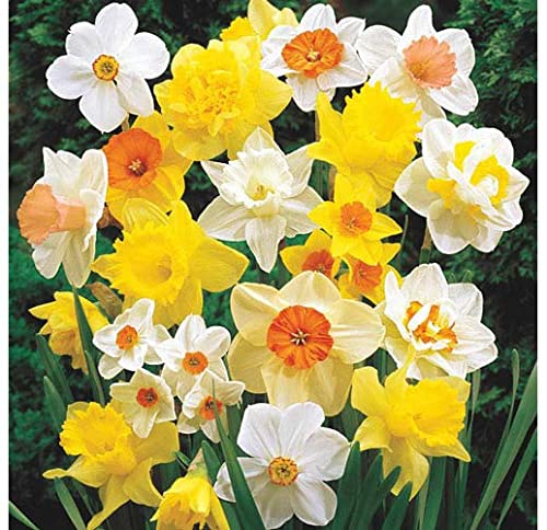Rotteveel Live Flower Bulbs (100 Pack, Narcissus Mixed)