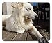 Produktbild Gaming-Mauspads, Mäusematte, Schweizer White Shepherd Animals Dog Nature