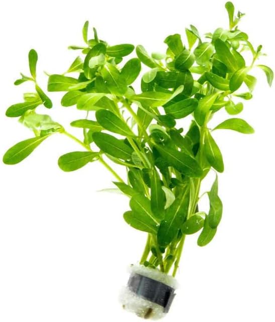 SubstrateSource Alternanthera Bettzickiana - Decorative Live Aquatic Plant for Terrariums and Paludariums - (4 Bunches)