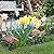 Koi Fish Decor, 2pcs Antique Koi Fish Garden Statues Sculpture for Outdoors Patio Backyard Yard Lawn Porch and Pond Decoraction Art Decor, Best Gifts for Women Mom Grandma, Large