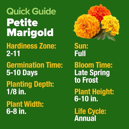 Image of HOME GROWN Petite French Marigold Seeds 329+ Flower Seeds for Planting Outdoors Non GMO Easy to Grow Companion Plant & Quick Blooming Pollinator Heirloom Wildflower Seed (Tagetes patula)