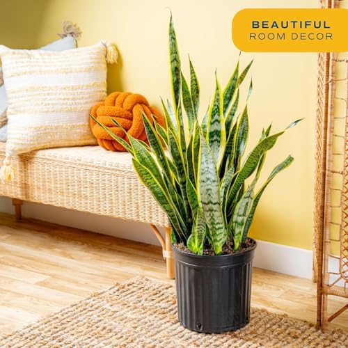Image of Costa Farms Snake Plant, Extra Large Live Plant in Plastic Pot, Easy to Maintain, Air Purifying Succulent Indoor Houseplant, Assorted Variety, Home, Room, or Boho Decor, 3-4 Feet Tall