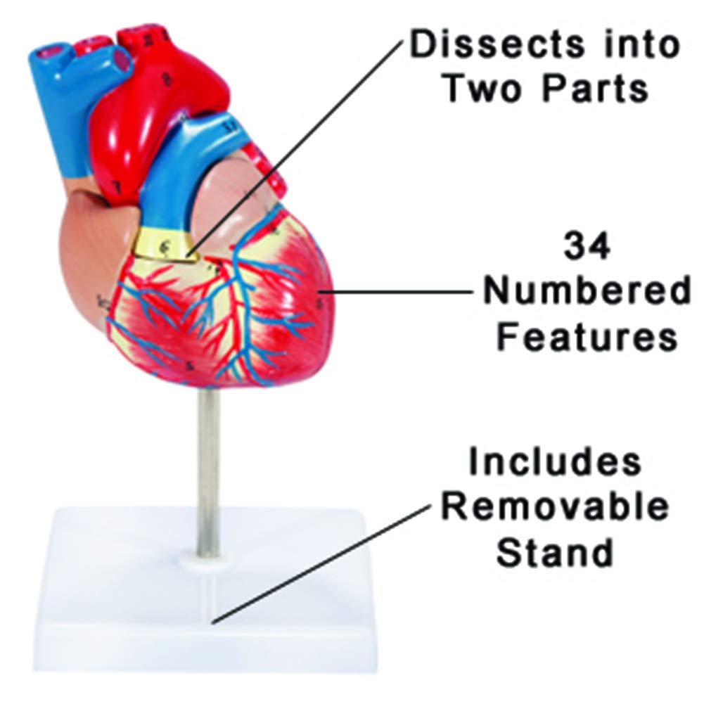 Modello Anatomico del Cuore Umano Naturale di Grandi Dimensioni - 34 Segni - Rapporto Normale - Comunicazione Medico-Paziente - Apprendimento Educativo