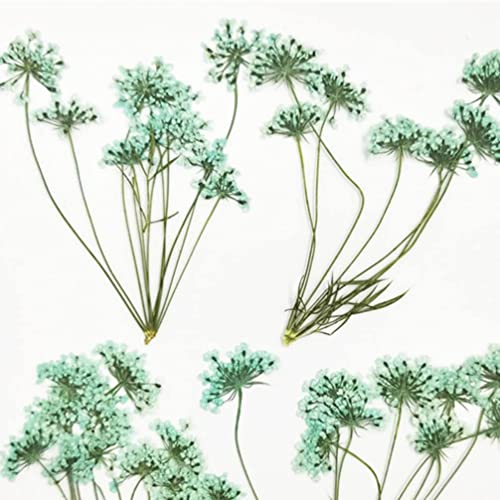 Real Dried Flower, 60pcs flores secas para manualidades miniatura 1