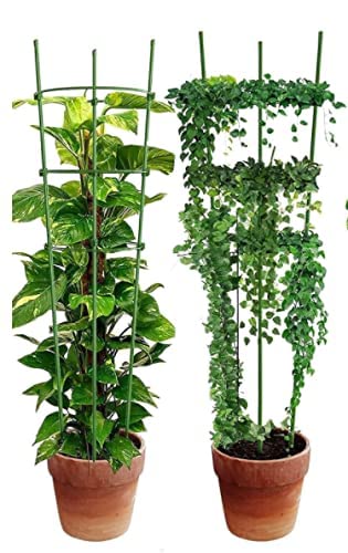 See full amazon price history chart for FOX & FERN Imported Garden Plant Support Cages Stakes for Climbing Plants, Garden Trellis with 3 Adjustable(Dia-28 cm, Height-75 cm) (GAFS75-Pack of 2) FOX & FERN Imported Garden Plant Support Cages Stakes for Climbing Plants, Garden Trellis with 3 Adjustable(Dia-28 cm, Height-75 cm) (GAFS75-Pack of 2) (B0BNDFWLP9) Amazon Price History, Amazon Price Tracker