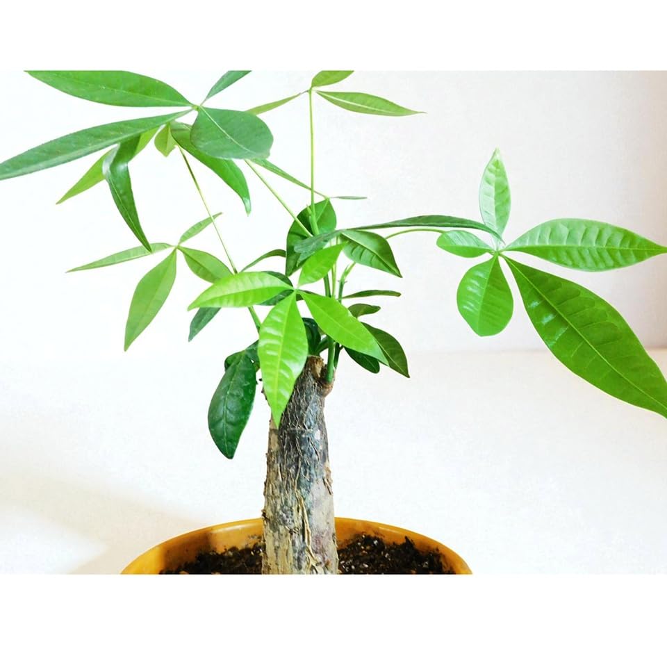 Amazon｜観葉植物 Pachira パキラ 5号 イエロー陶器鉢入｜観葉